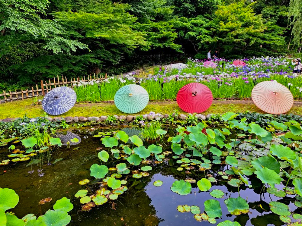 徳川園、花しょうぶ・和傘、6月夏の花、名古屋市東区の観光・撮影スポットの画像と写真