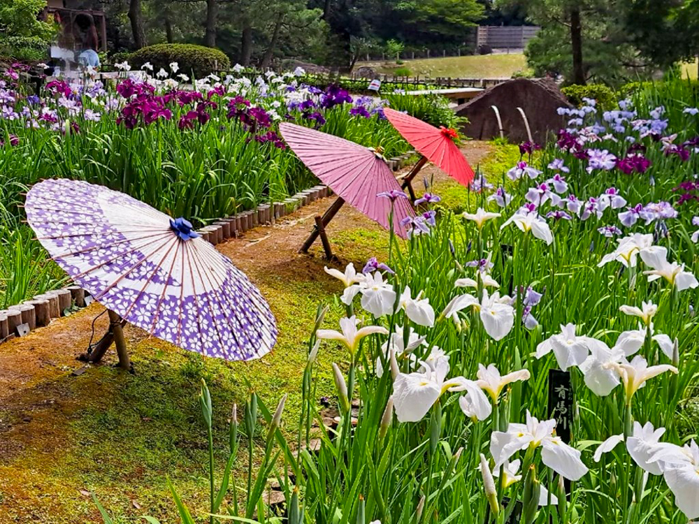 徳川園、花しょうぶ・和傘、6月夏の花、名古屋市東区の観光・撮影スポットの画像と写真