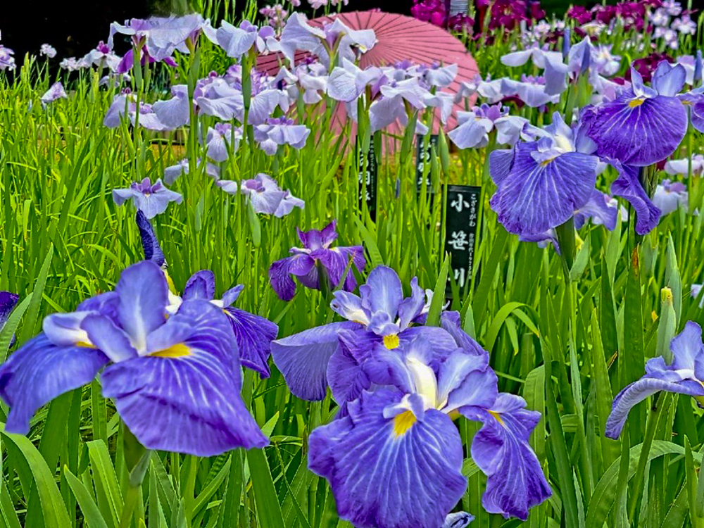 徳川園、花しょうぶ・和傘、6月夏の花、名古屋市東区の観光・撮影スポットの画像と写真