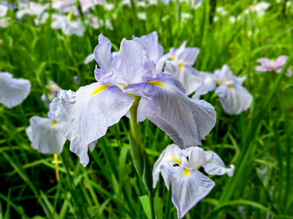 徳川園、花しょうぶ・和傘、6月夏の花、名古屋市東区の観光・撮影スポットの画像と写真