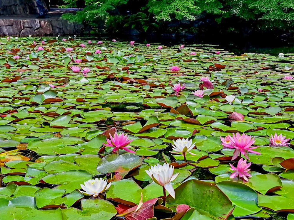 徳川園、スイレン、6月夏の花、名古屋市東区の観光・撮影スポットの画像と写真