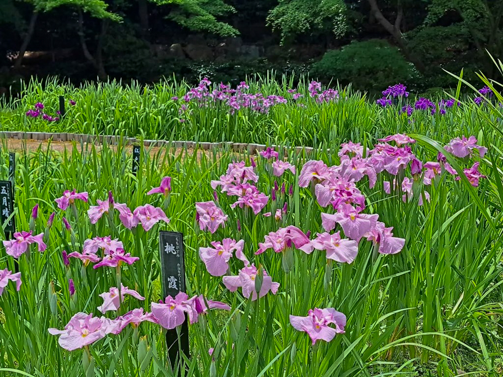 徳川園、花しょうぶ・和傘、6月夏の花、名古屋市東区の観光・撮影スポットの画像と写真