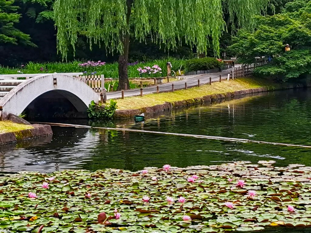 徳川園、スイレン、6月夏の花、名古屋市東区の観光・撮影スポットの画像と写真