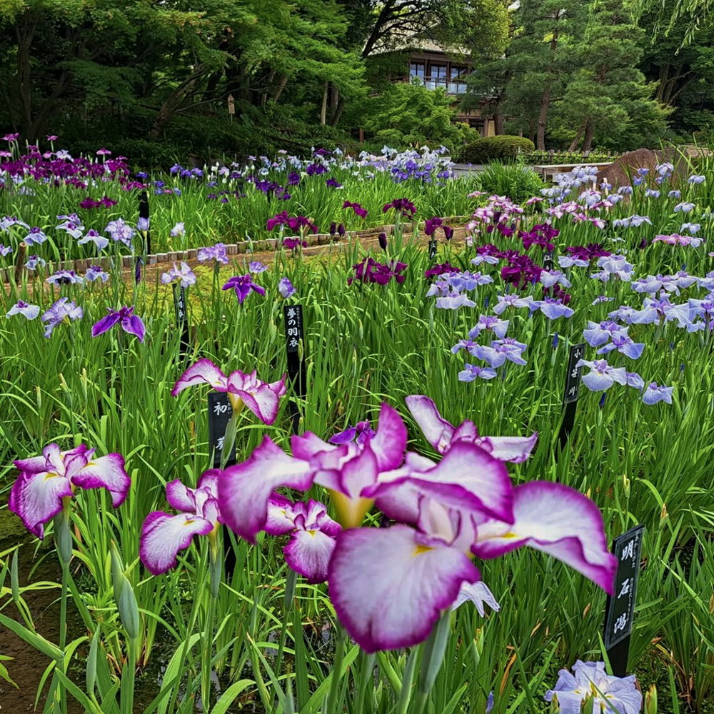 徳川園、花しょうぶ・和傘、6月夏の花、名古屋市東区の観光・撮影スポットの画像と写真