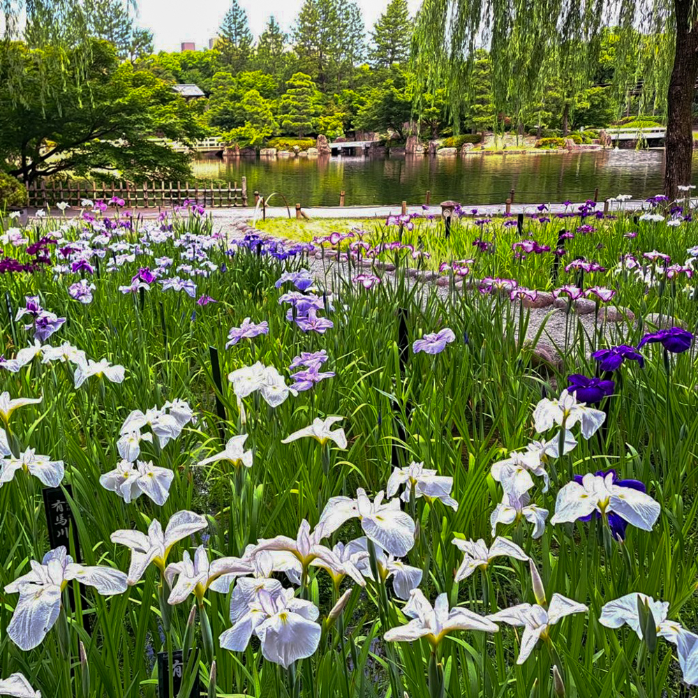 徳川園、花しょうぶ・和傘、6月夏の花、名古屋市東区の観光・撮影スポットの画像と写真