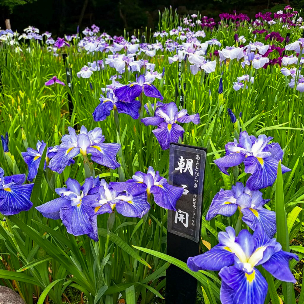 徳川園、花しょうぶ・和傘、6月夏の花、名古屋市東区の観光・撮影スポットの画像と写真