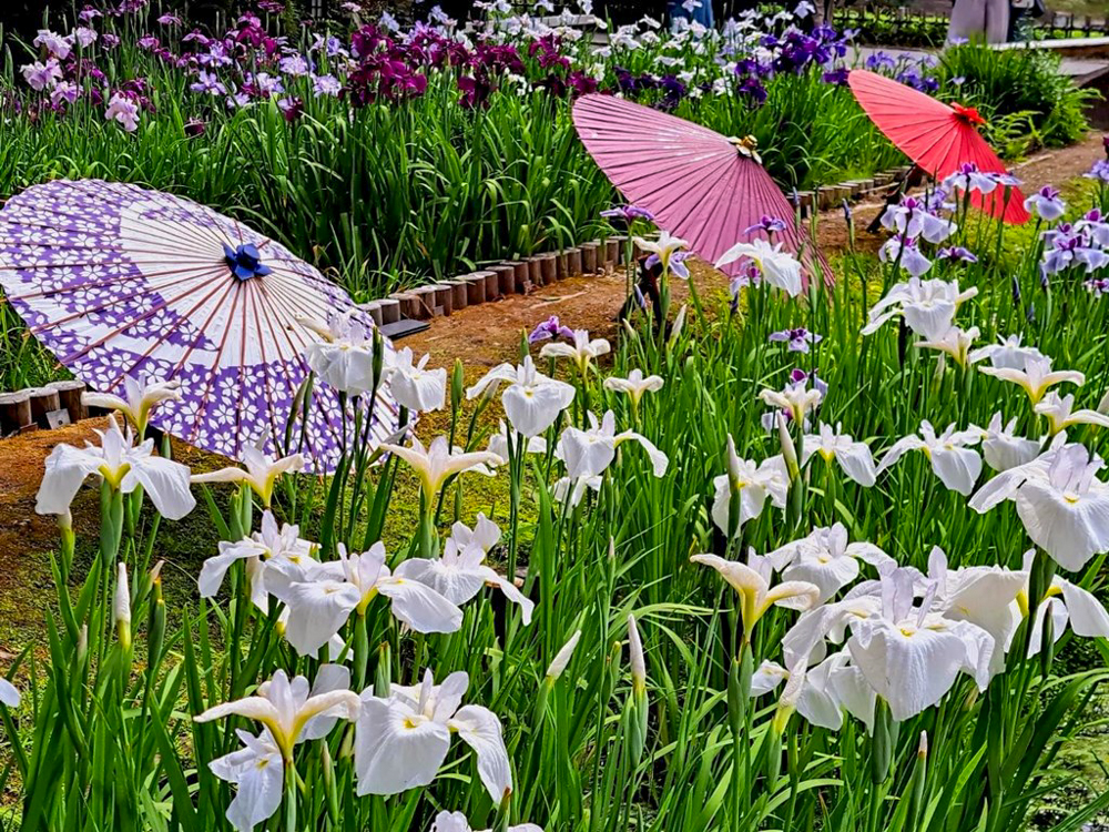 徳川園、花しょうぶ・和傘、6月夏の花、名古屋市東区の観光・撮影スポットの画像と写真