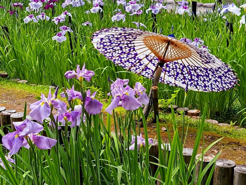 徳川園、花しょうぶ・和傘、6月夏の花、名古屋市東区の観光・撮影スポットの画像と写真