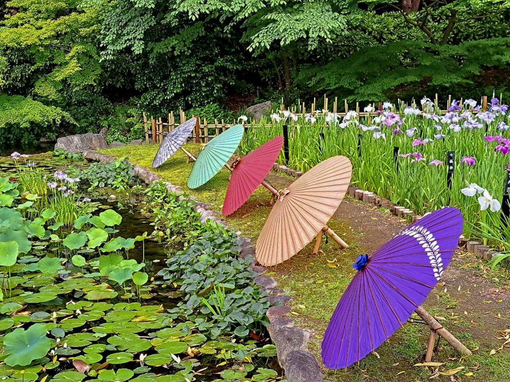 徳川園、花しょうぶ・和傘、6月夏の花、名古屋市東区の観光・撮影スポットの画像と写真