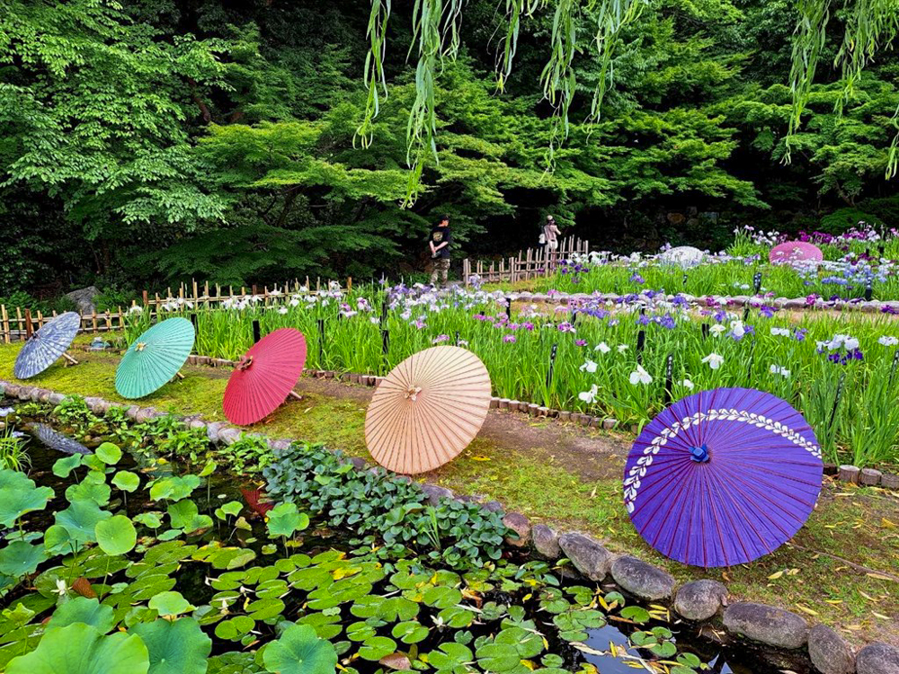 徳川園、花しょうぶ・和傘、6月夏の花、名古屋市東区の観光・撮影スポットの画像と写真