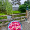 行田「花手水week」 (忍城) 、5月夏の花、埼玉県行田市の観光・撮影スポットの名所