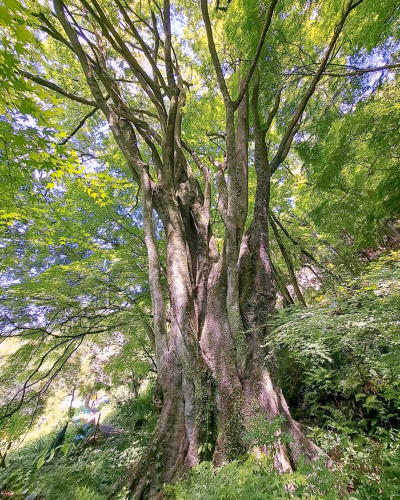 愛岐トンネル、新緑・夏景色、5月夏、愛知県春日井市の観光・撮影スポットの名所