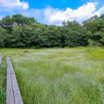 愛知県森林公園、シロツメクサ、9月秋の花、愛知県尾張旭市の観光・撮影スポットの名所