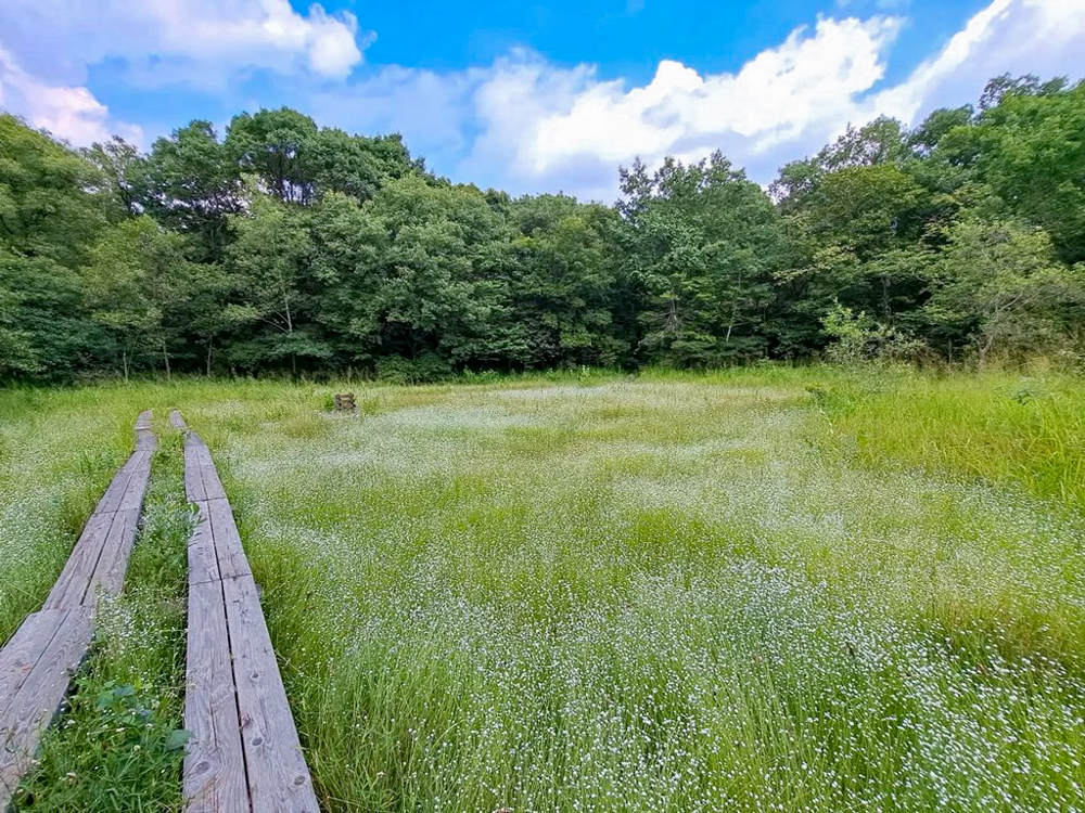 愛知県森林公園、シロツメクサ、9月秋の花、愛知県尾張旭市の観光・撮影スポットの名所