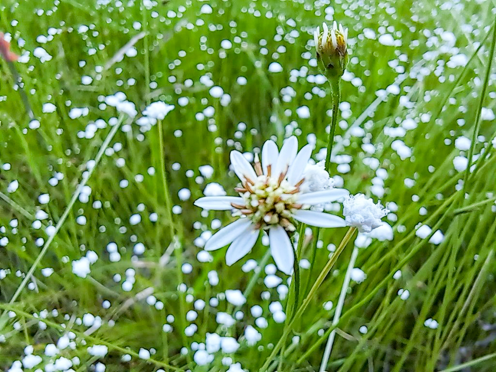 愛知県森林公園、9月秋の花、愛知県尾張旭市の観光・撮影スポットの名所