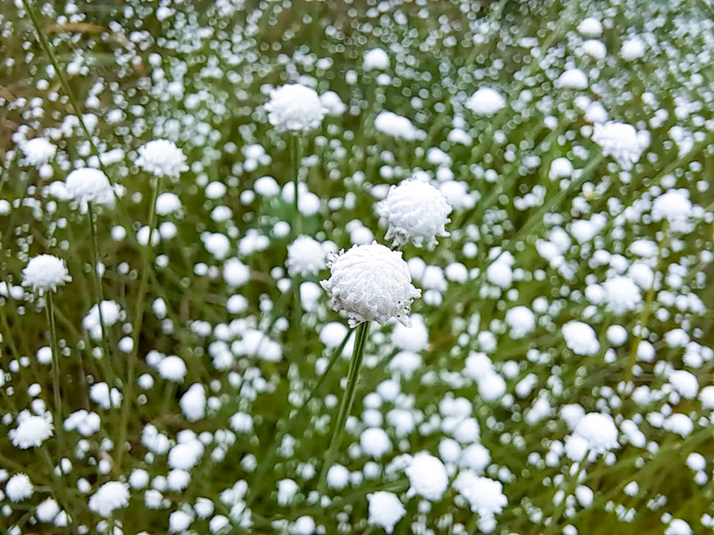 愛知県森林公園、シロツメクサ、9月秋の花、愛知県尾張旭市の観光・撮影スポットの名所