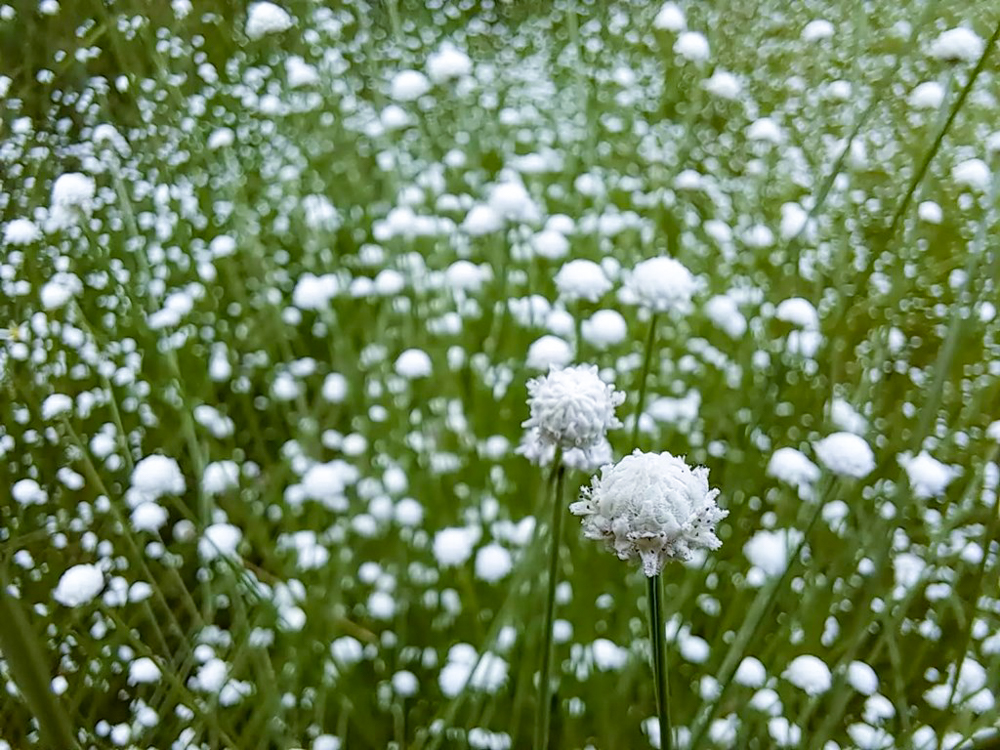 愛知県森林公園、シロツメクサ、9月秋の花、愛知県尾張旭市の観光・撮影スポットの名所