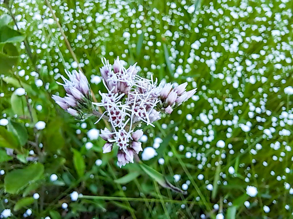 愛知県森林公園、9月秋の花、愛知県尾張旭市の観光・撮影スポットの名所