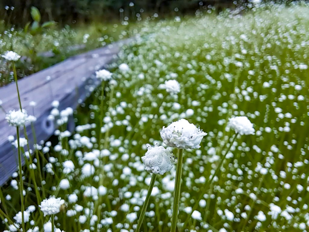 愛知県森林公園、シロツメクサ、9月秋の花、愛知県尾張旭市の観光・撮影スポットの名所