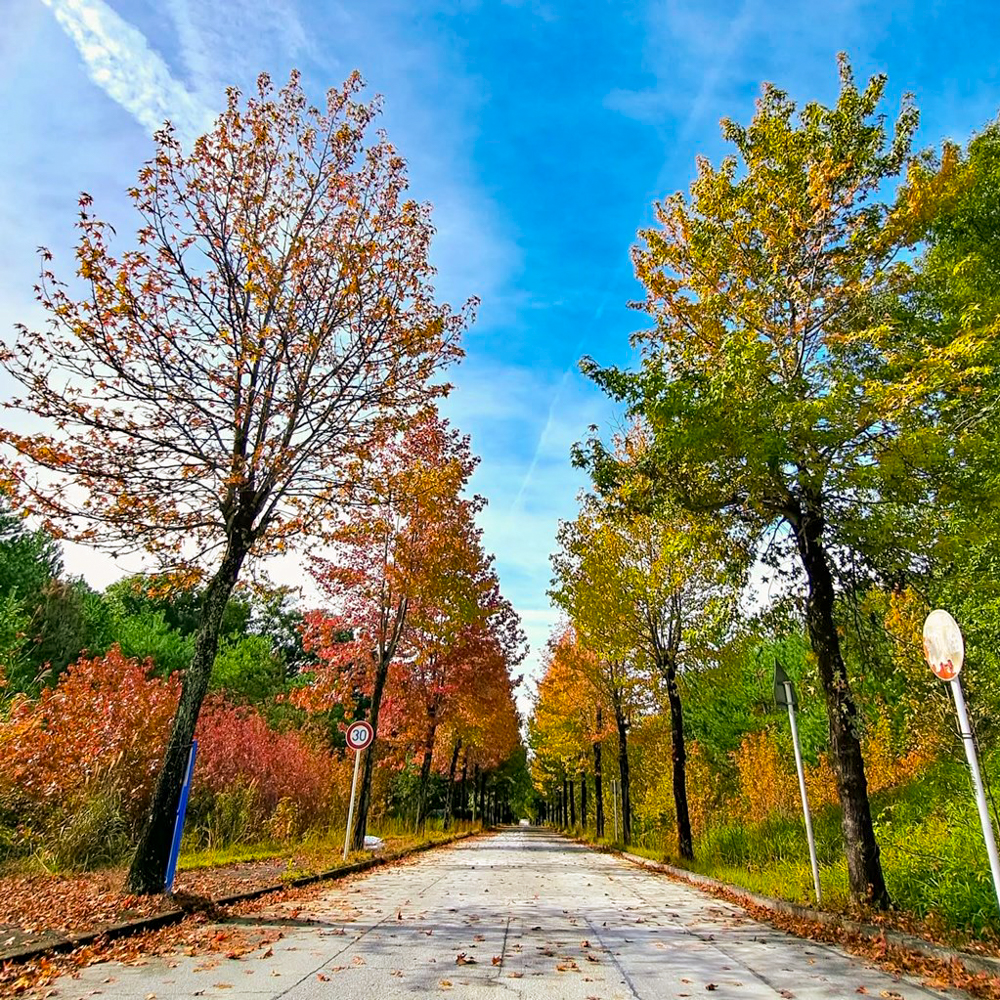 愛知県農業総合試験場、モミジバフウ。紅葉、11月秋、愛知県長久手市の観光・撮影スポットの画像と写真