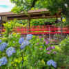 本土寺、あじさい、6月夏の花、千葉県松戸市の観光・撮影スポットの画像と写真