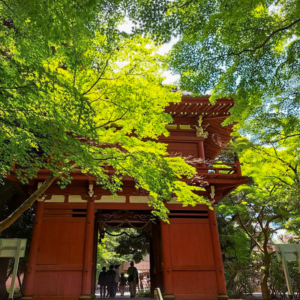 本土寺、6月夏の花、千葉県松戸市の観光・撮影スポットの画像と写真