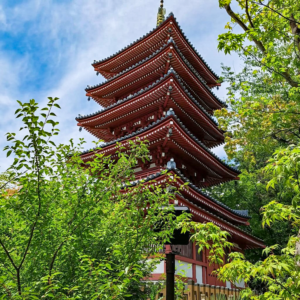 本土寺、6月夏の花、千葉県松戸市の観光・撮影スポットの画像と写真