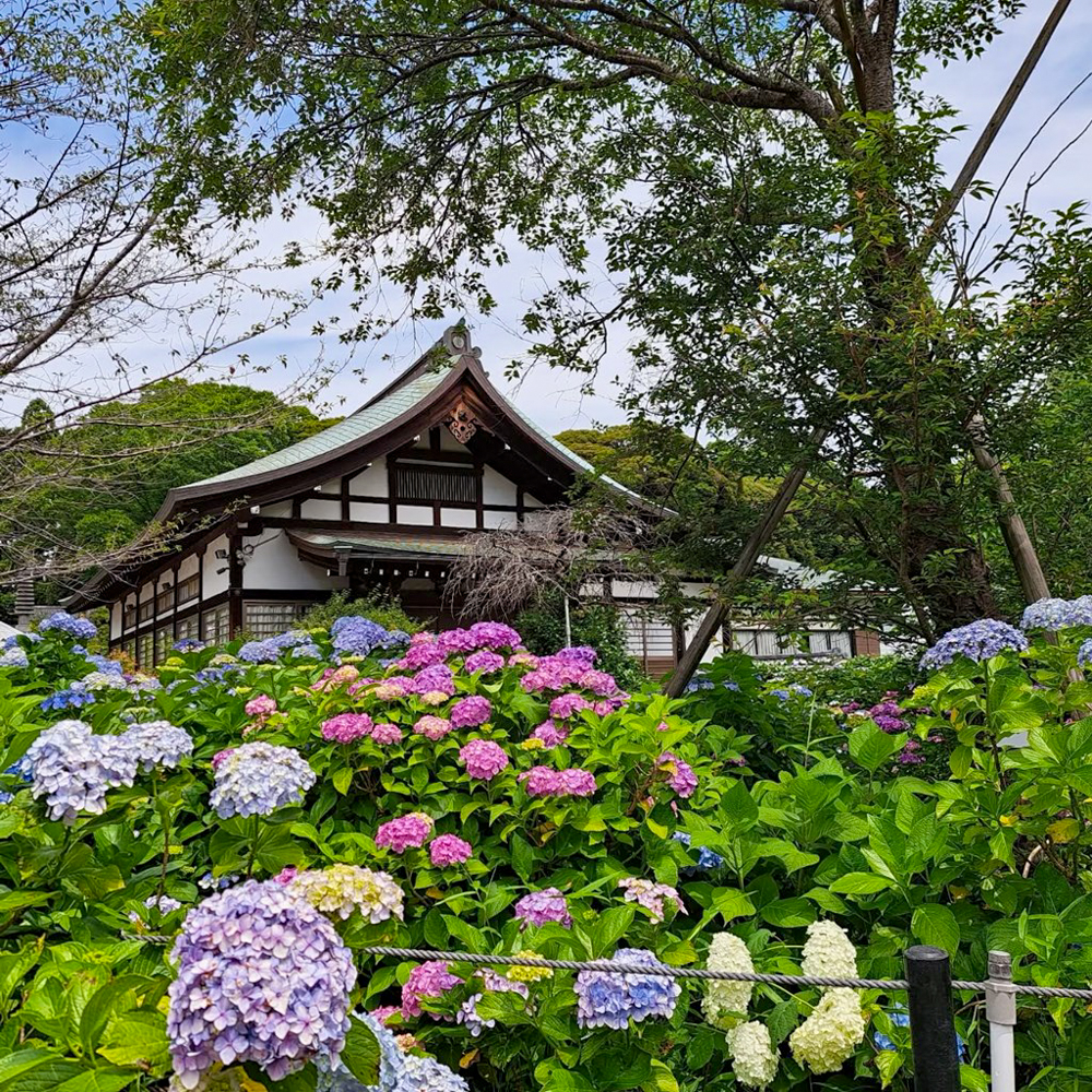 本土寺、あじさい、6月夏の花、千葉県松戸市の観光・撮影スポットの画像と写真