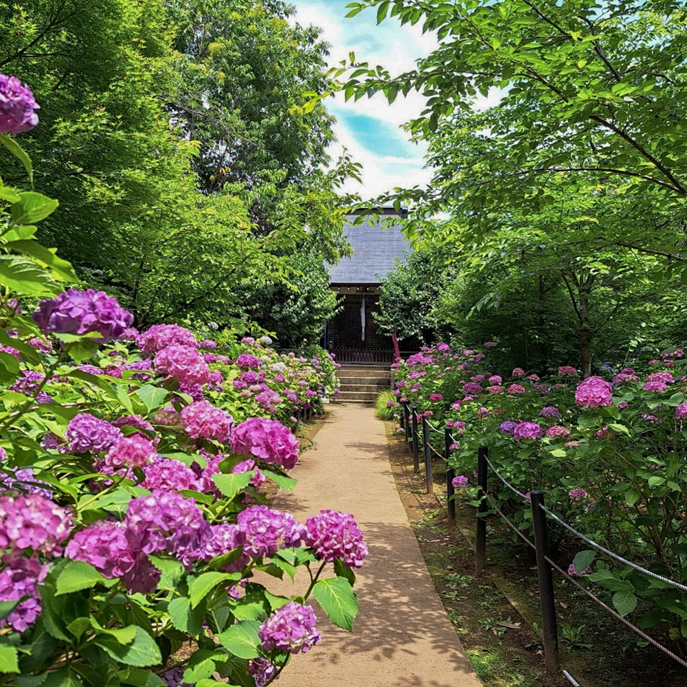 本土寺、あじさい、6月夏の花、千葉県松戸市の観光・撮影スポットの画像と写真