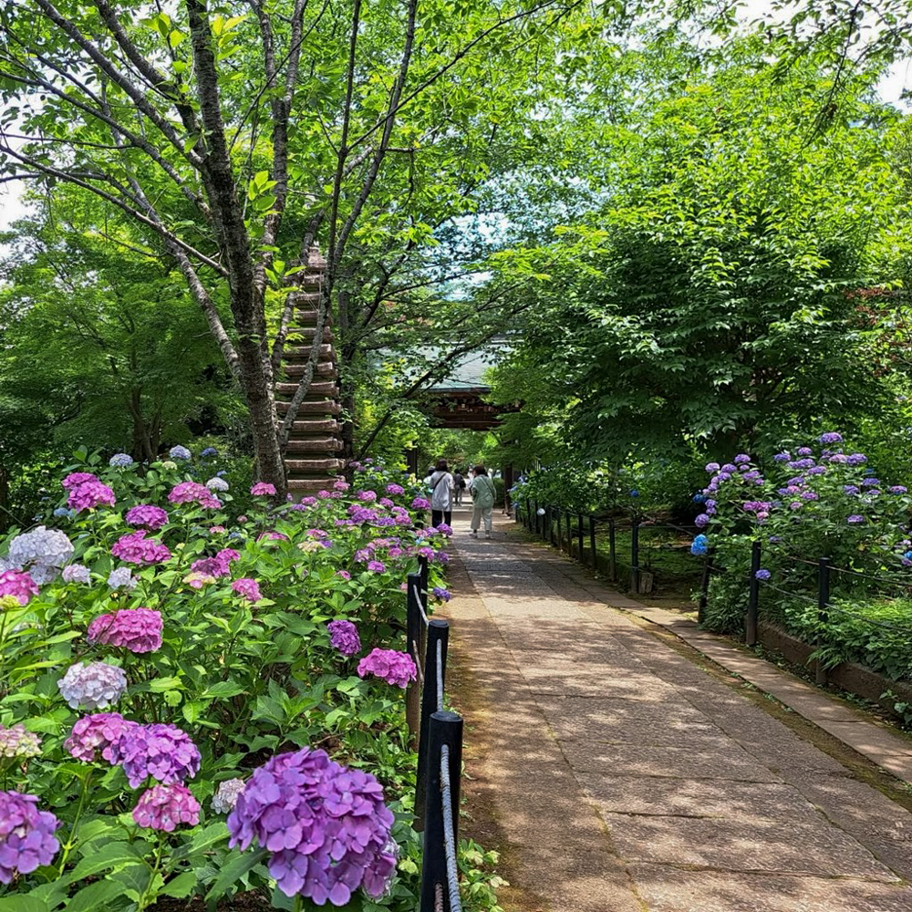 本土寺、あじさい、6月夏の花、千葉県松戸市の観光・撮影スポットの画像と写真