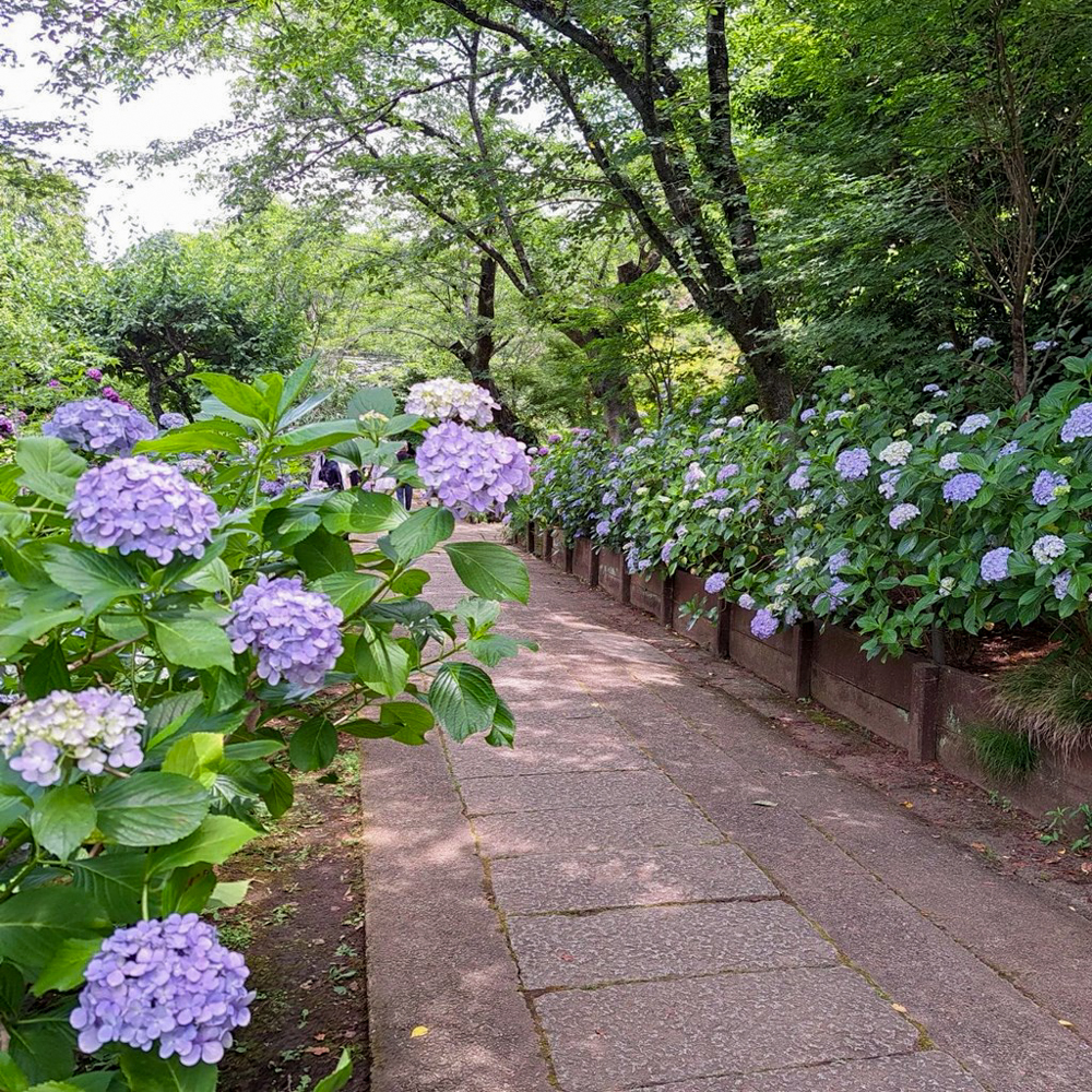 本土寺、あじさい、6月夏の花、千葉県松戸市の観光・撮影スポットの画像と写真