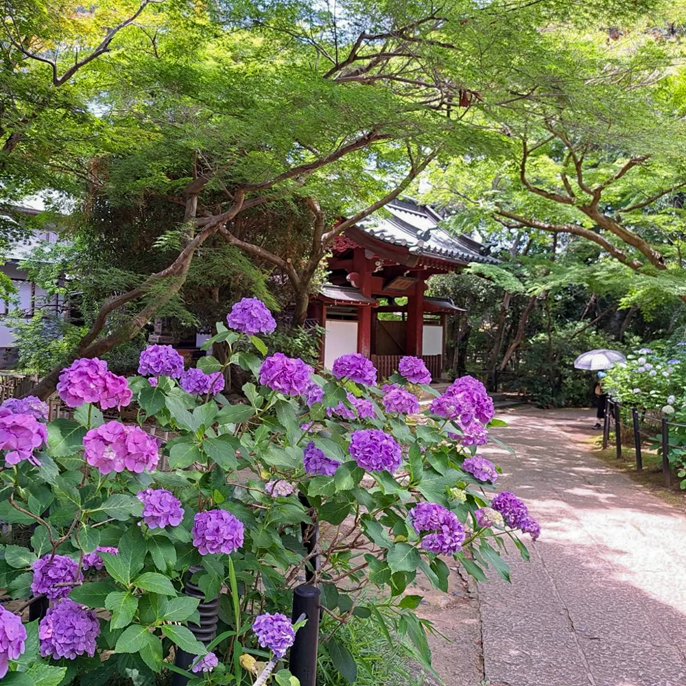 本土寺、あじさい、6月夏の花、千葉県松戸市の観光・撮影スポットの画像と写真