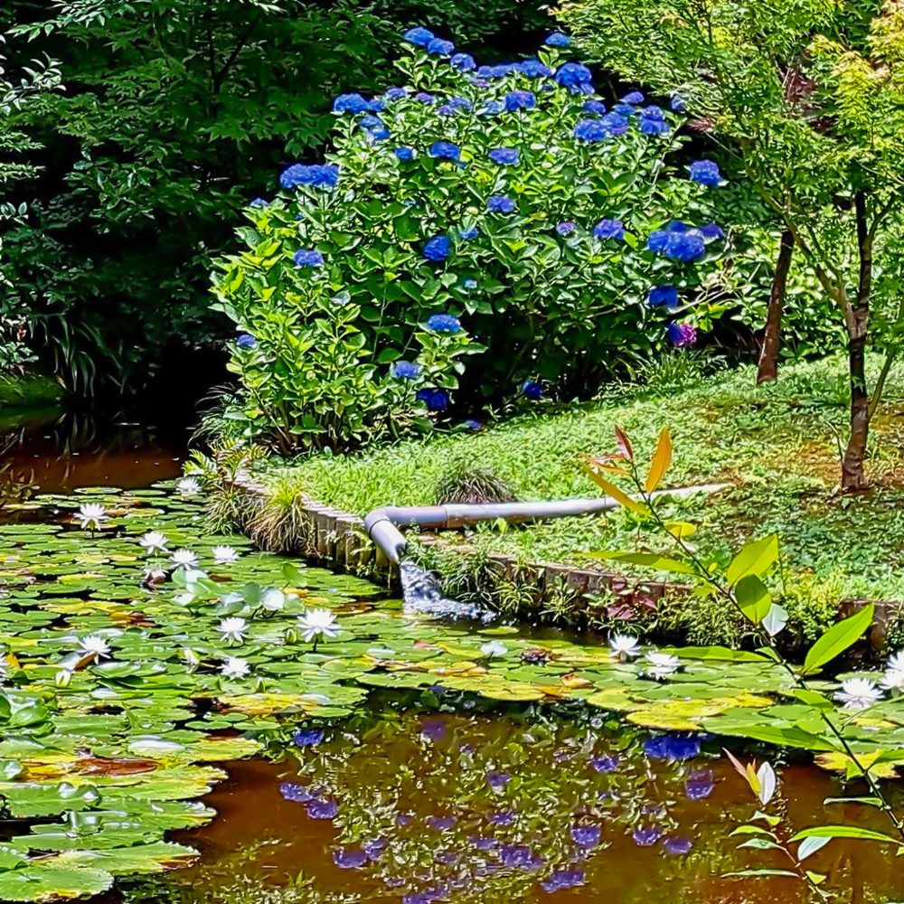 本土寺、スイレン、6月夏の花、千葉県松戸市の観光・撮影スポットの画像と写真