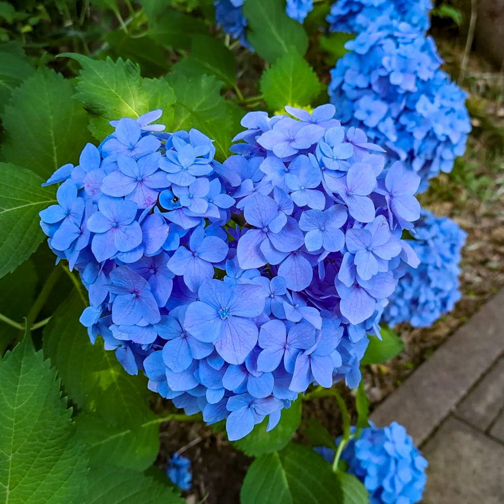 本土寺、あじさい、6月夏の花、千葉県松戸市の観光・撮影スポットの画像と写真