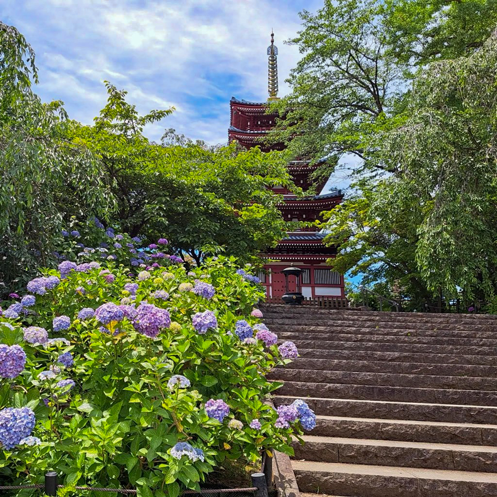 本土寺、あじさい、6月夏の花、千葉県松戸市の観光・撮影スポットの画像と写真