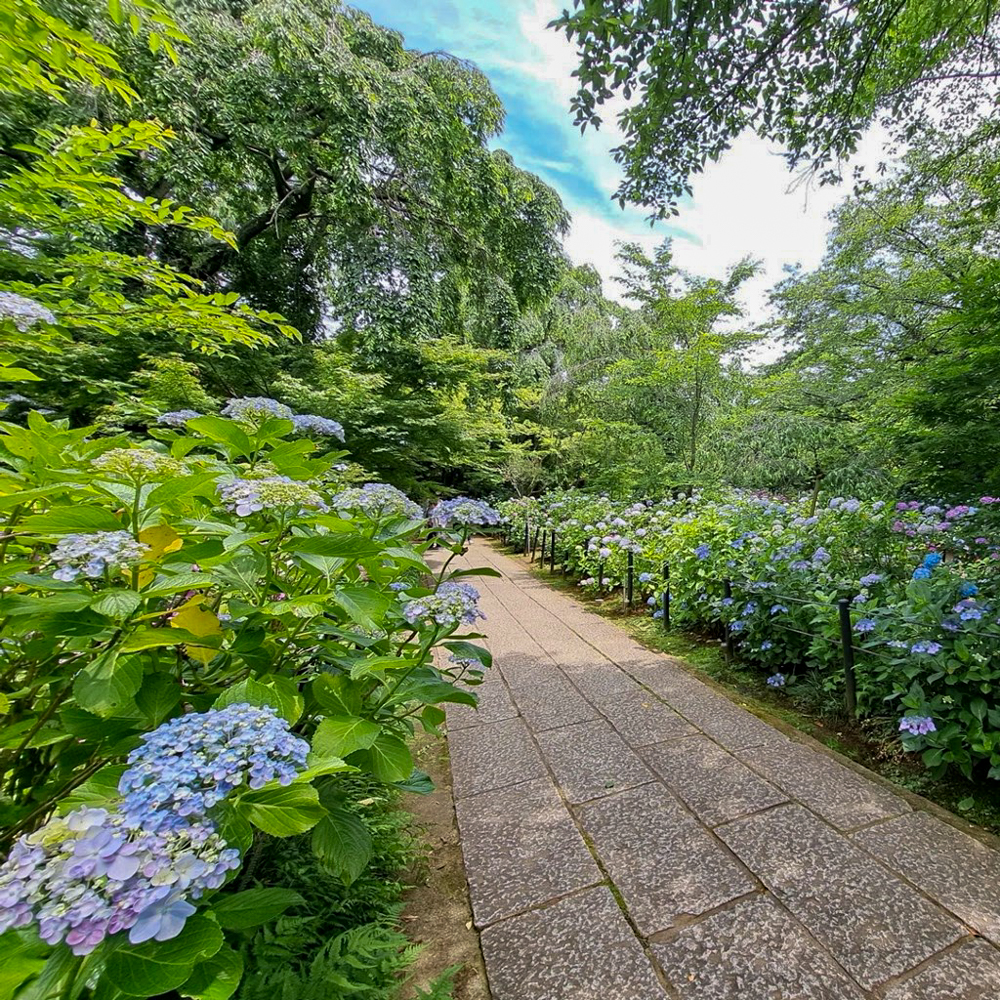 本土寺、あじさい、6月夏の花、千葉県松戸市の観光・撮影スポットの画像と写真