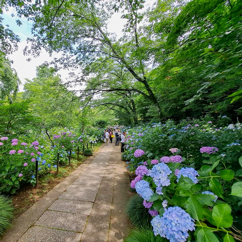 本土寺、あじさい、6月夏の花、千葉県松戸市の観光・撮影スポットの画像と写真