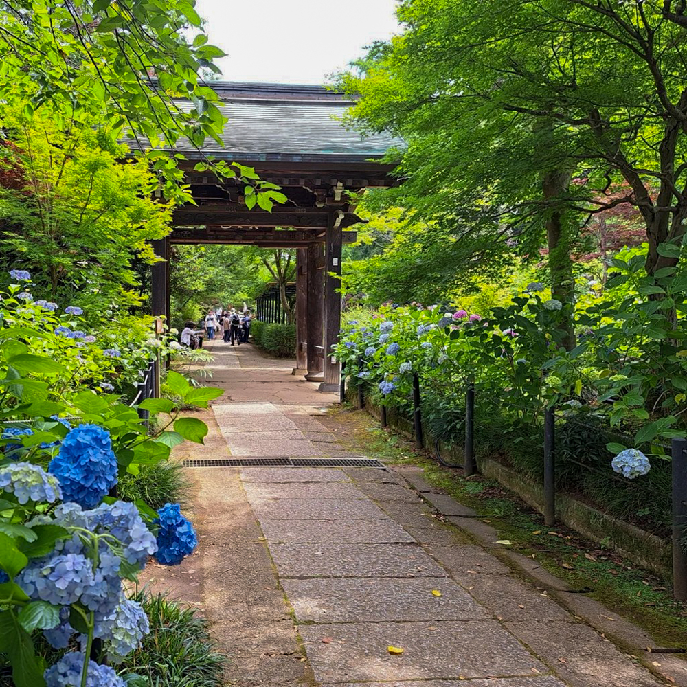 本土寺、あじさい、6月夏の花、千葉県松戸市の観光・撮影スポットの画像と写真