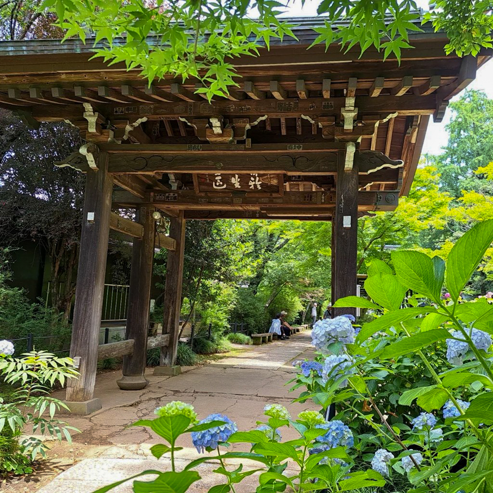 本土寺、あじさい、6月夏の花、千葉県松戸市の観光・撮影スポットの画像と写真