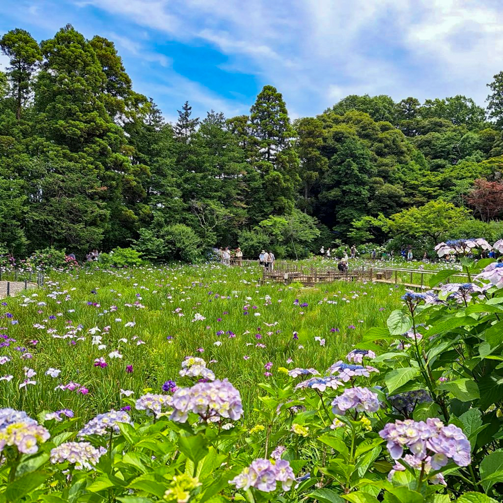 本土寺、花しょうぶ、6月夏の花、千葉県松戸市の観光・撮影スポットの画像と写真