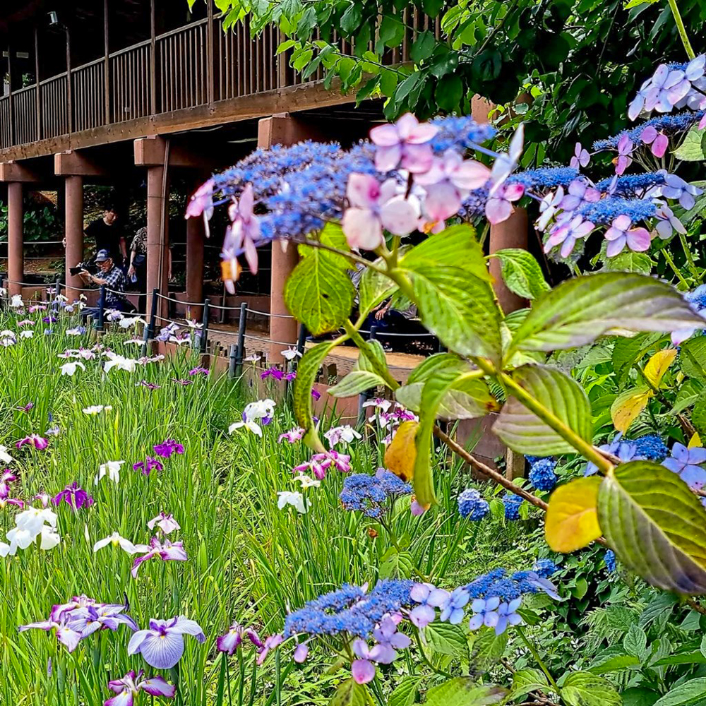 本土寺、あじさい、6月夏の花、千葉県松戸市の観光・撮影スポットの画像と写真