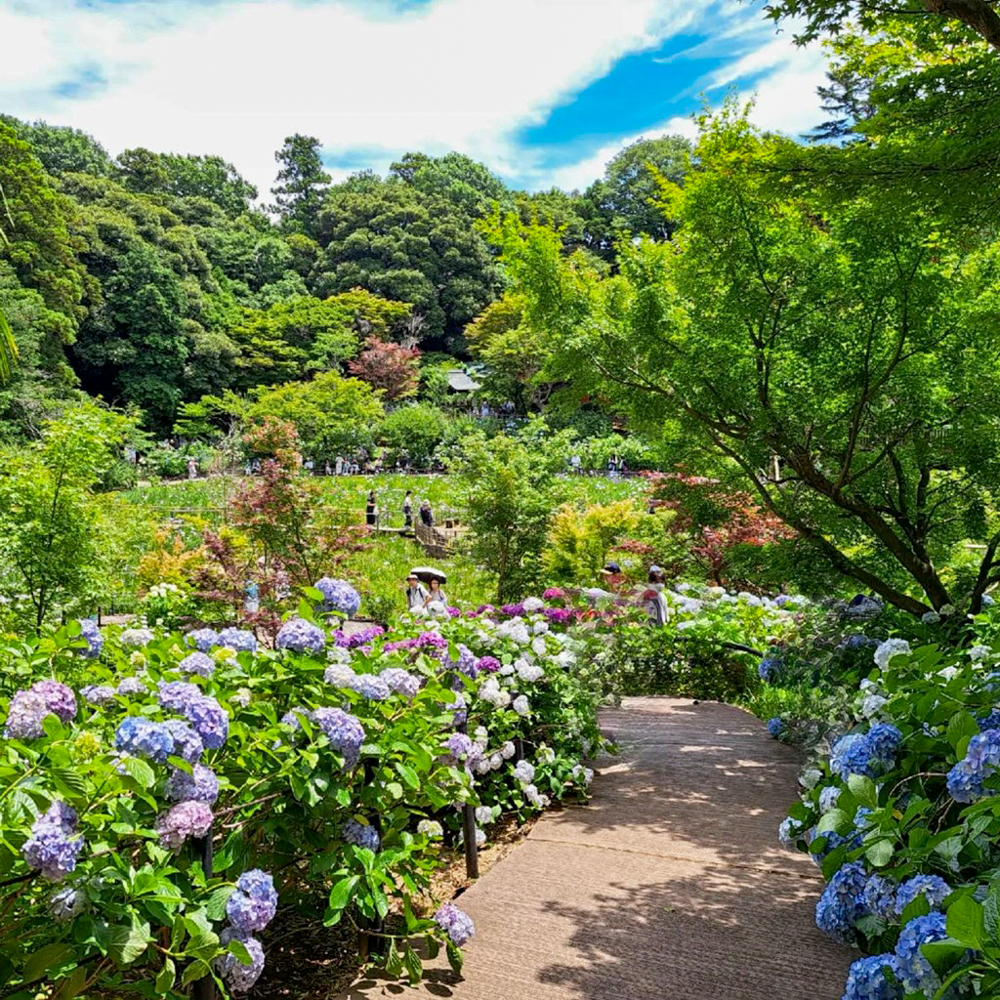 本土寺、あじさい、6月夏の花、千葉県松戸市の観光・撮影スポットの画像と写真