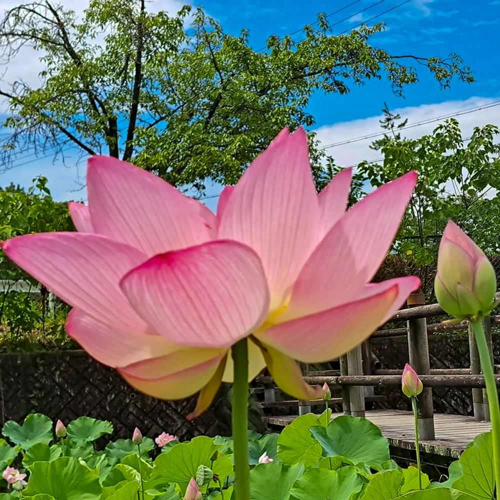 潮見坂平和公園、ハス、7月、夏の花、愛知県春日井市の観光・撮影スポットの画像と写真