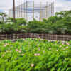 潮見坂平和公園、ハス、7月、夏の花、愛知県春日井市の観光・撮影スポットの画像と写真