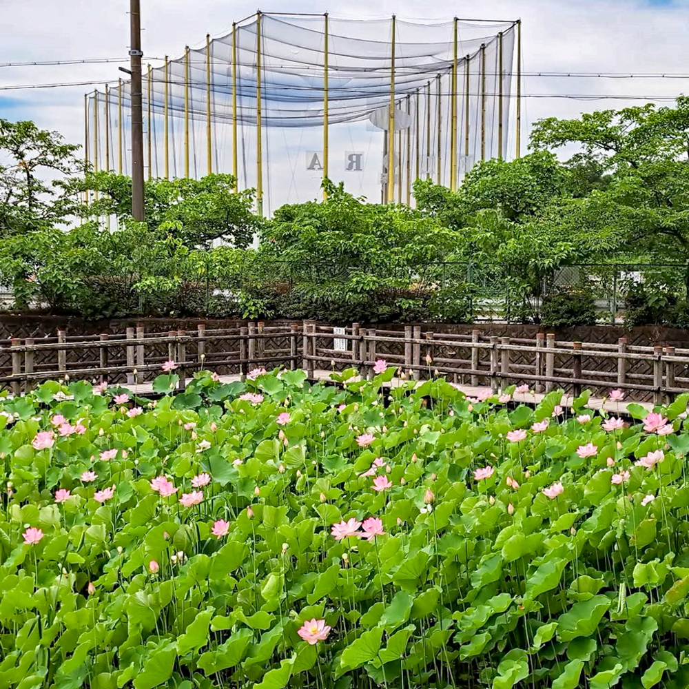 潮見坂平和公園、ハス、7月、夏の花、愛知県春日井市の観光・撮影スポットの画像と写真