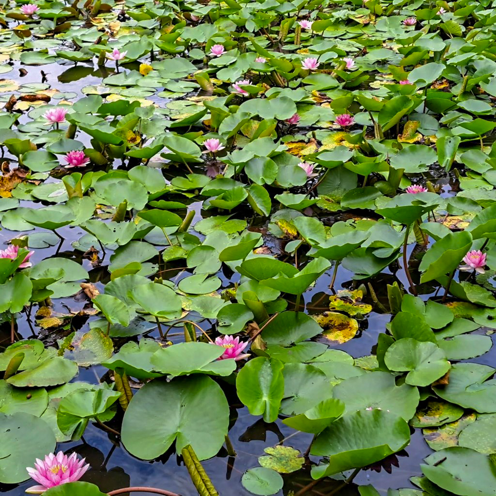 潮見坂平和公園、ハス、7月、夏の花、愛知県春日井市の観光・撮影スポットの画像と写真