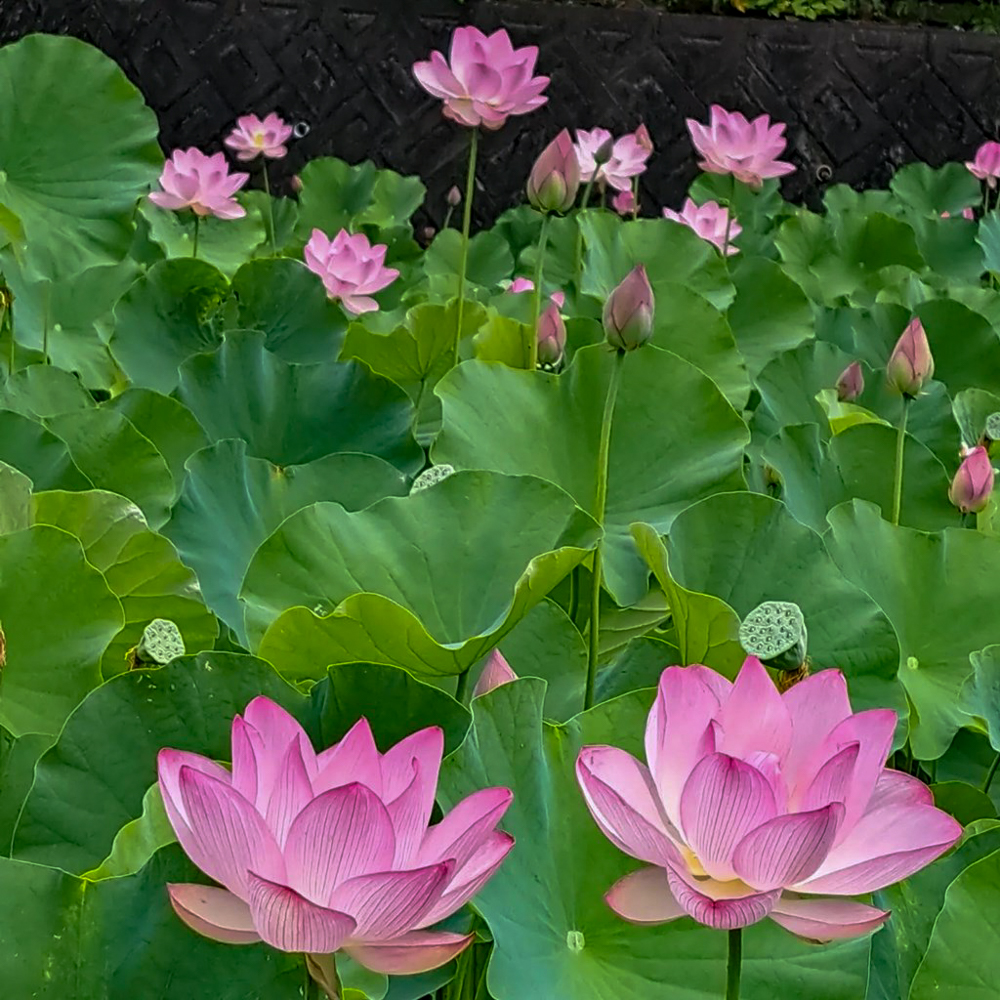 潮見坂平和公園、ハス、7月、夏の花、愛知県春日井市の観光・撮影スポットの画像と写真