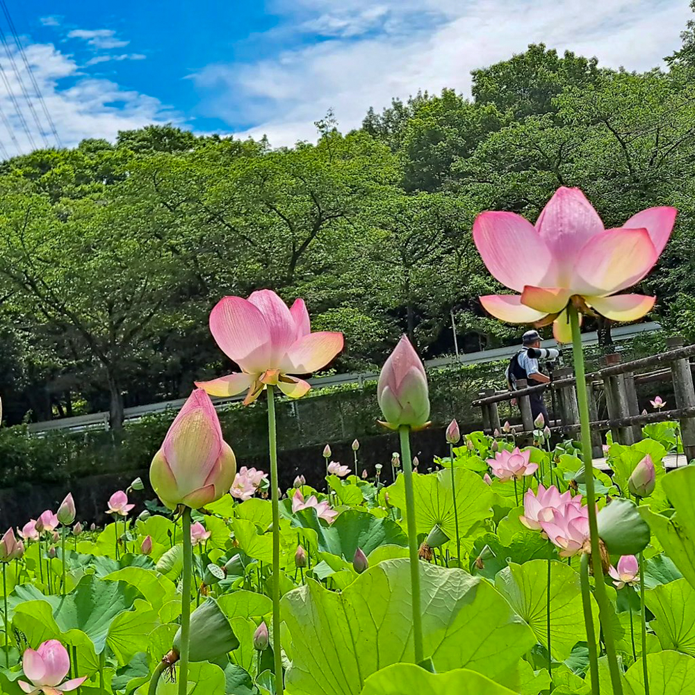 潮見坂平和公園、ハス、7月、夏の花、愛知県春日井市の観光・撮影スポットの画像と写真