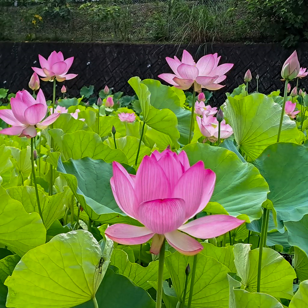 潮見坂平和公園、ハス、7月、夏の花、愛知県春日井市の観光・撮影スポットの画像と写真