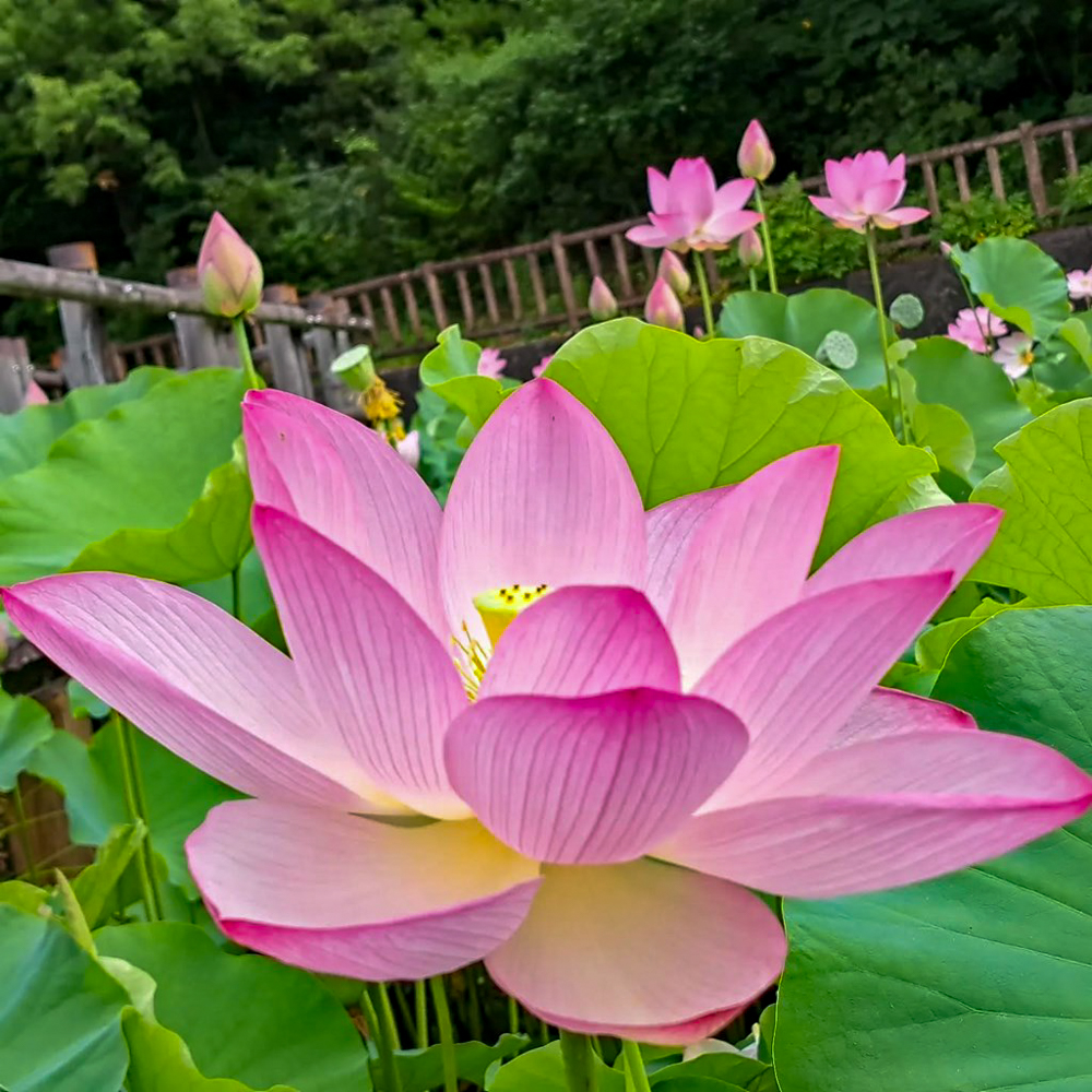 潮見坂平和公園、ハス、7月、夏の花、愛知県春日井市の観光・撮影スポットの画像と写真